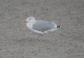 European herring gull on the beach.