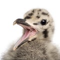 European Herring Gull chick calling, Larus argentatus