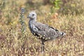 European herring gull Royalty Free Stock Photo