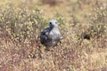 European herring gull Royalty Free Stock Photo