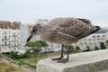 European Herring Gull chick Royalty Free Stock Photo