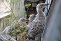 European Herring Gull chicks, England Royalty Free Stock Photo