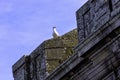 European herring gull on City Walls in Saint-Malo, Brittany, France Royalty Free Stock Photo