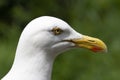 European Herring Gull with a red spot on the bill. Royalty Free Stock Photo