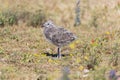 European herring gull Royalty Free Stock Photo