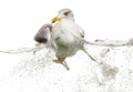 European Herring Gull floating in troubled waters Royalty Free Stock Photo