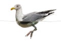 European Herring Gull floating in the water,