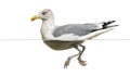 European Herring Gull floating in the water, Larus argentatus Royalty Free Stock Photo