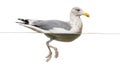 European Herring Gull floating in the water, Larus argentatus Royalty Free Stock Photo