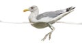 European Herring Gull floating in the water, Larus argentatus Royalty Free Stock Photo