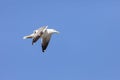 European Herring gull flying in a blue sky in Saudi Arabia Jeddah. Royalty Free Stock Photo