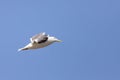 European Herring gull flying in a blue sky in Saudi Arabia Jeddah. Royalty Free Stock Photo