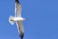 European Herring gull flying in a blue sky in Saudi Arabia Jeddah. Royalty Free Stock Photo