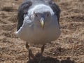 European herring gull frontal view on sand Royalty Free Stock Photo