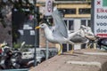 European Herring Gull Going To Fly