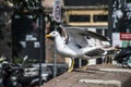 European Herring Gull Going To Fly