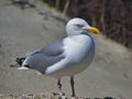 European herring gull on heligoland Royalty Free Stock Photo