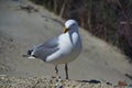 European herring gull on heligoland Royalty Free Stock Photo