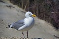 European herring gull on heligoland Royalty Free Stock Photo