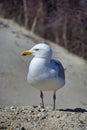 European herring gull on heligoland Royalty Free Stock Photo