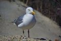 European herring gull on heligoland Royalty Free Stock Photo