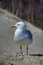 European herring gull on heligoland Royalty Free Stock Photo