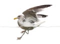 European Herring Gull landing on the water,