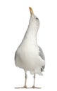 European Herring Gull, Larus argentatus Royalty Free Stock Photo