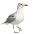 European Herring Gull, Larus argentatus Royalty Free Stock Photo