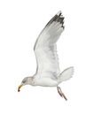 European Herring Gull, Larus argentatus Royalty Free Stock Photo