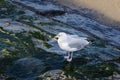 European herring gull Larus argentatus on breakwater dam on the belgian coast Royalty Free Stock Photo