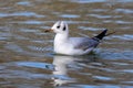 The European Herring Gull, Larus argentatus is a large gull Royalty Free Stock Photo