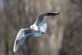 The European Herring Gull, Larus argentatus is a large gull. Here flying in the air Royalty Free Stock Photo