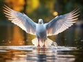 European herring gull