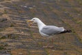 Crying European herring gull in the Netherlands Royalty Free Stock Photo