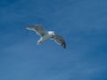 European herring gull, Larus argentatus. Overwintering in Galicia, Spain Royalty Free Stock Photo