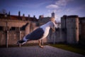 European herring gull, Larus argentatus, sea bird, sitting on Tower stony city fortification Royalty Free Stock Photo