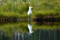 A large European herring gull, Larus argentatus standing on a bog lake bank during summertime, in Finnish nature Royalty Free Stock Photo