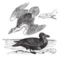 European Herring Gull or Larus argentatus vintage engraving