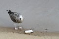 European herring gull Larus argentatus young juvenile bird eating a fish on the sand in the shores of the Baltic Sea, Gdansk Royalty Free Stock Photo