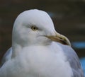 European Herring Gull portrait - closeup on face and shoulder of seagull Royalty Free Stock Photo