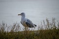 European herring gull pose for me