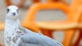 European Herring Gull profile with orange bacground Royalty Free Stock Photo