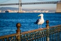 European Herring Gull in San Francisco, California