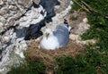 European herring gull sitting on a nest Royalty Free Stock Photo
