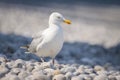 A european herring gull standing on the beach Royalty Free Stock Photo