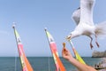 A european herring gull stealing an ice cream cone from a hand in flight Royalty Free Stock Photo