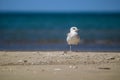 European herring Gull in white and brown standing on the beach