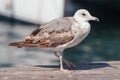 European herring gull. Wildlife