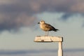 European herring gull